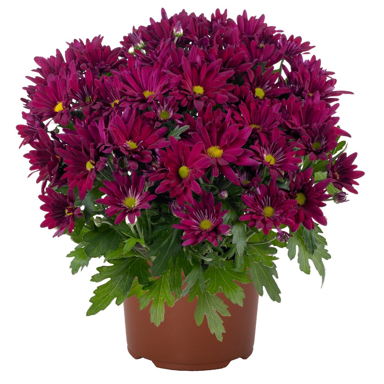 فازة كريز موف غامق 10 اعواد